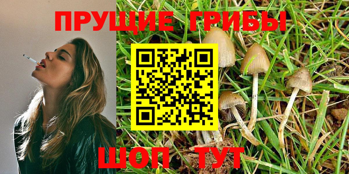 Псилоцибиновые грибы Psilocybe Шарыпово